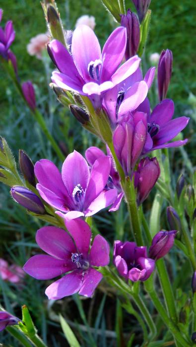 Flower Bulbs