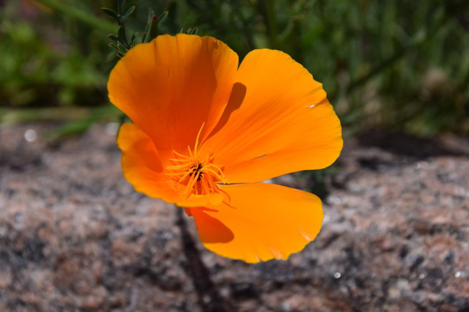 Flowers Nature