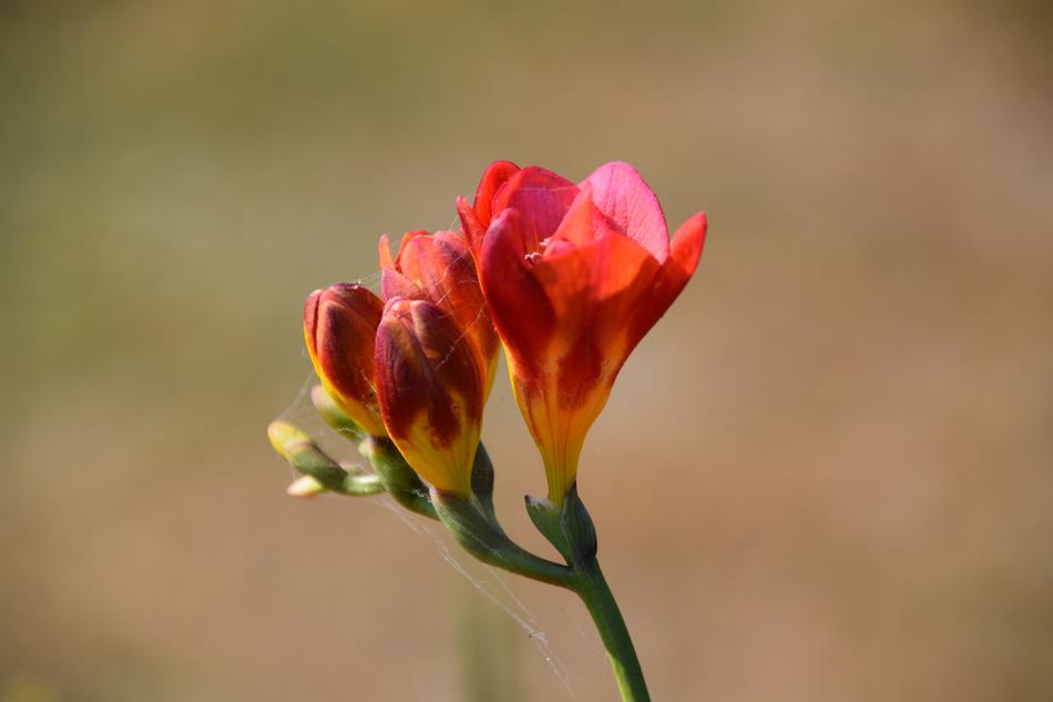 Flower Summer