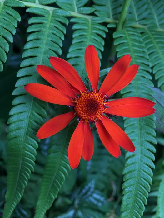 a beautiful flower on a leaf