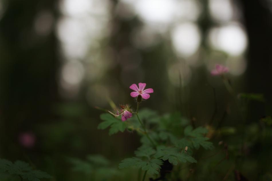 Forest Flower Nature Close