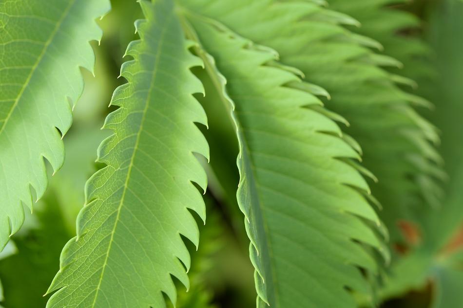 house plant leaves