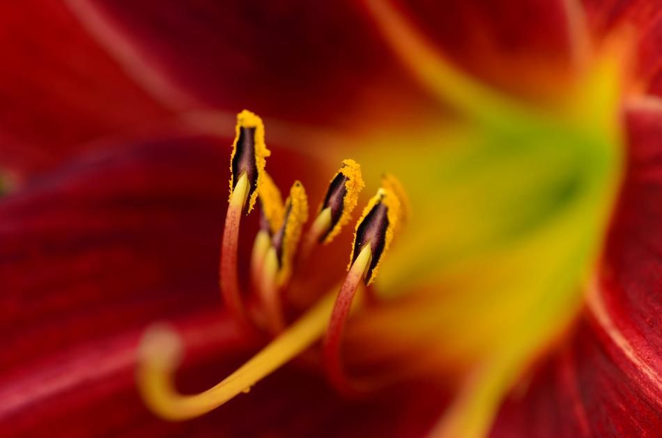 Flower Garden Color