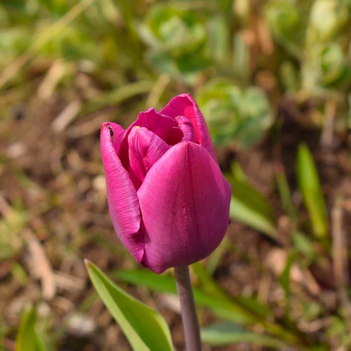 Flower Nature Plant No