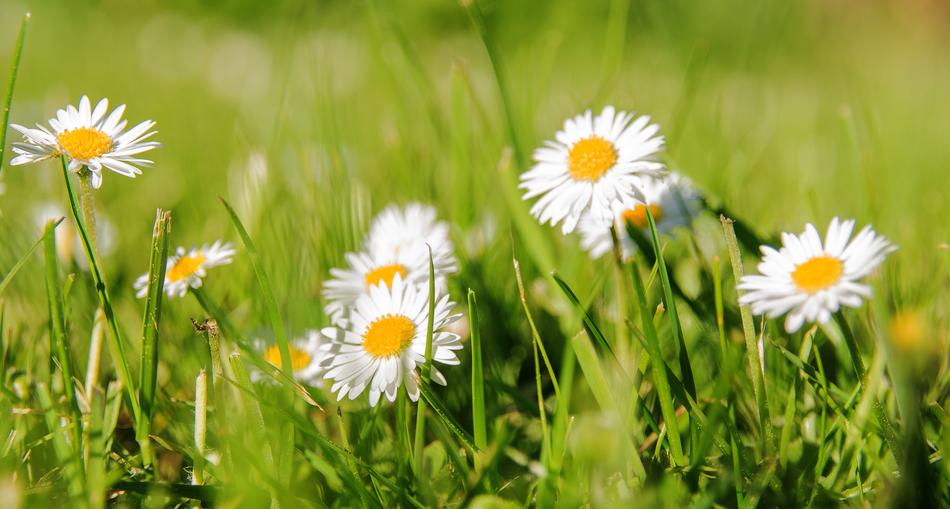 Nature Meadow Grass