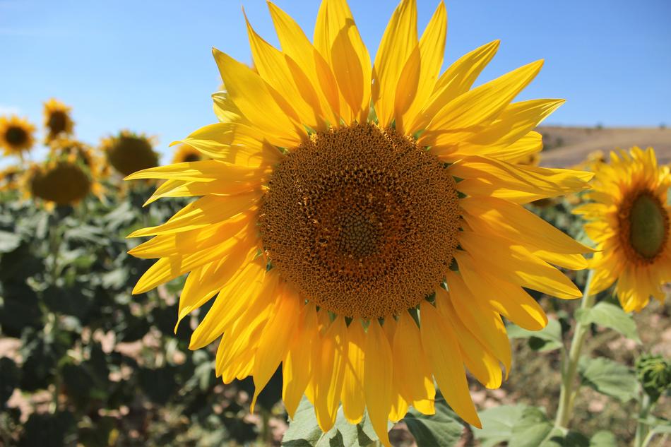 Nature Plant Flower