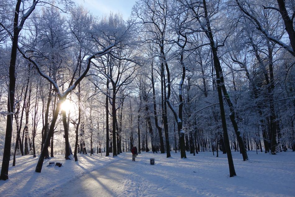 Park Winter Trees City
