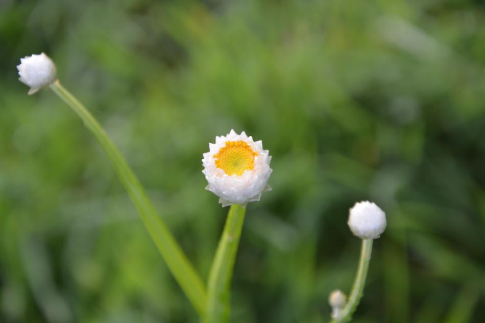Plant Button Flower Buttons