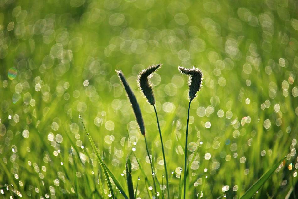 Grass Dew Plantain