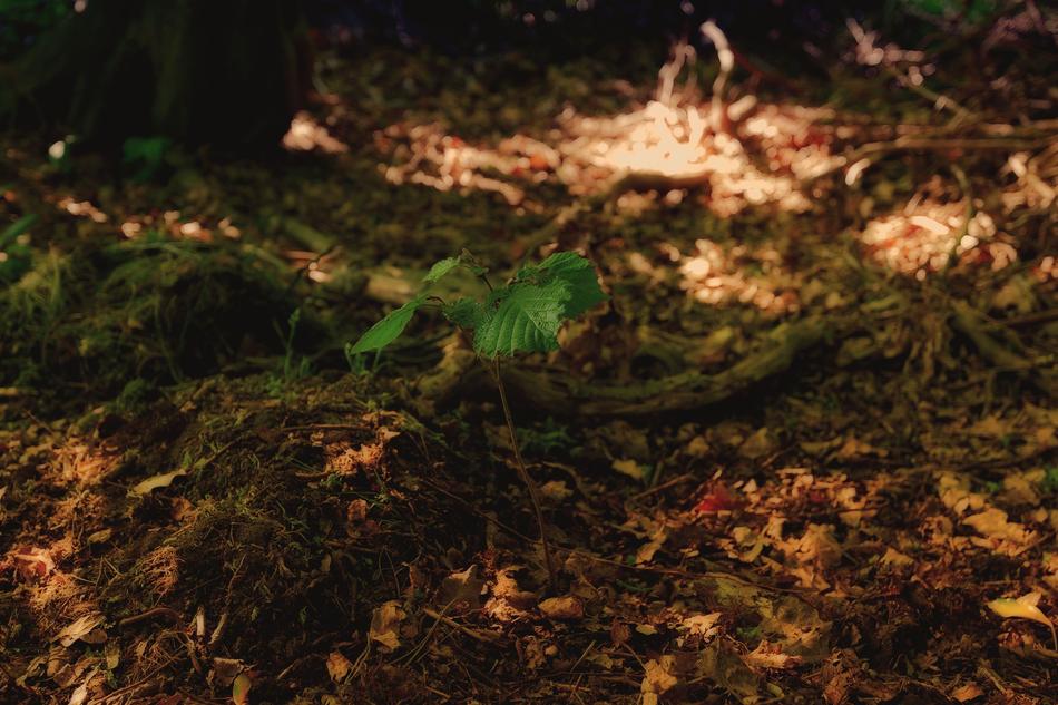 Nature Leaf Autumn