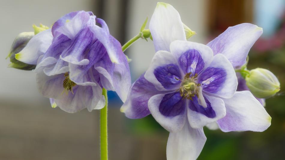 Columbine Flower Nature