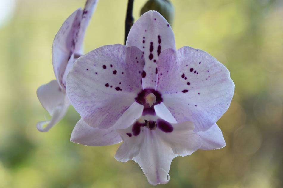 Flower Nature Plant