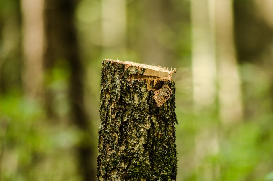 Forest Slice Gardening