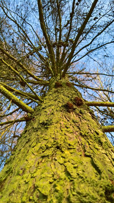 Tree Wood Nature