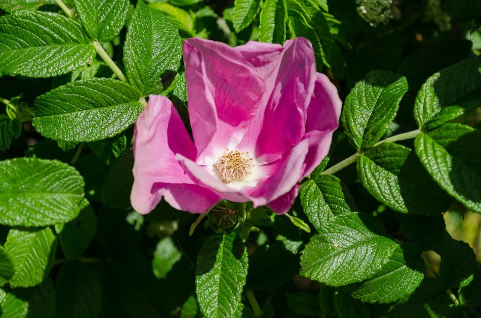 Sheet Nature Plant
