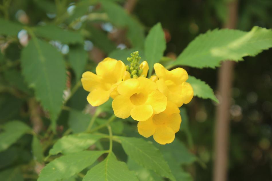 Flower Yellow Leaves