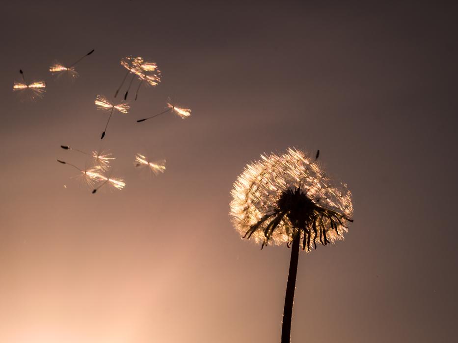 Dandelion Nature Fluffy