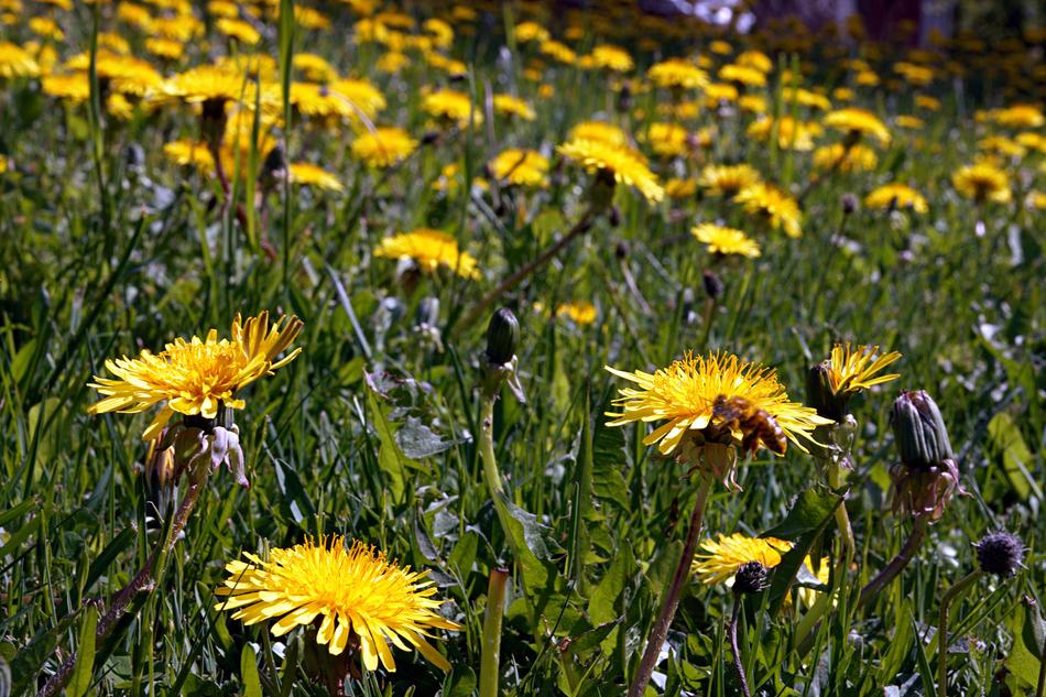 Flower Nature Flora