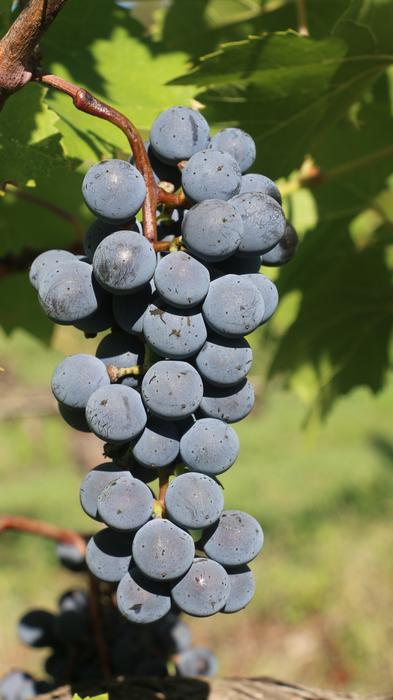 Fruit Grapes Nature