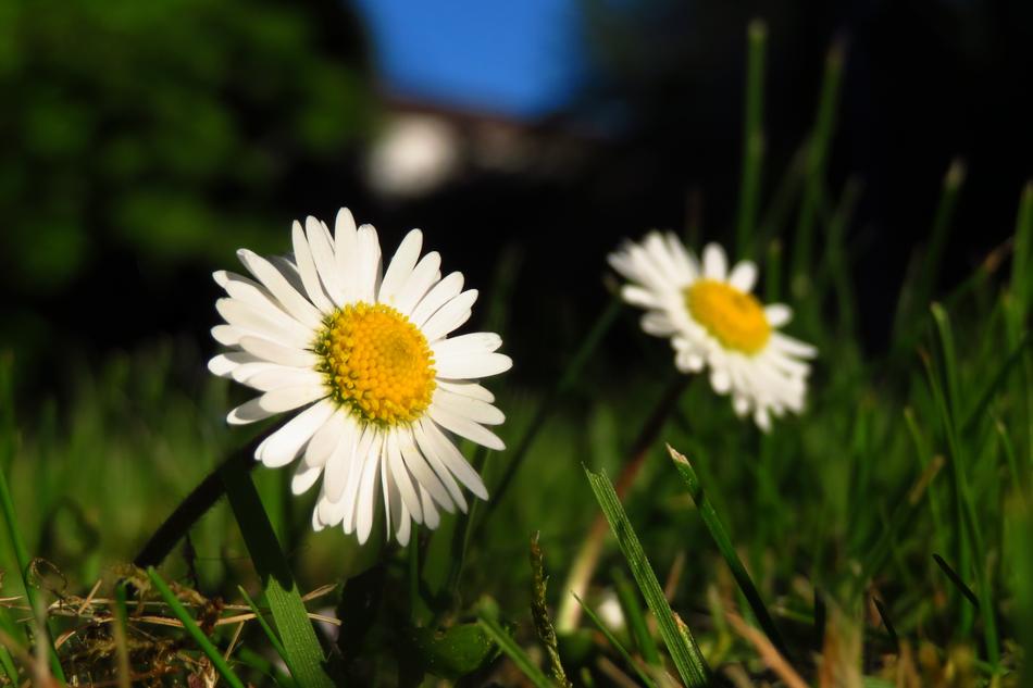 Nature Meadow Grass