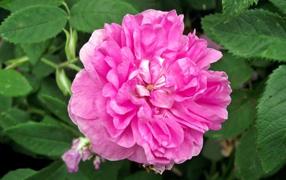 Nature Flower Rose