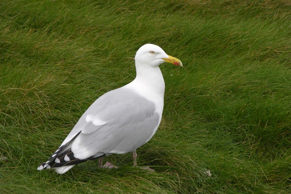 Nature Bird Wildlife