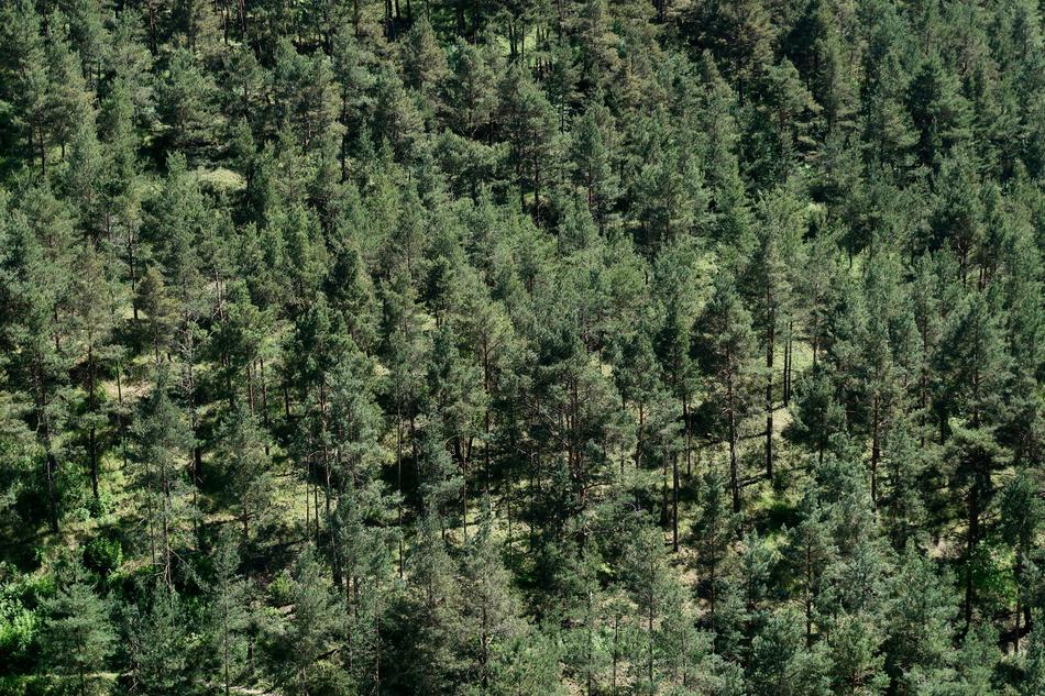Nature Pine Forest Trees