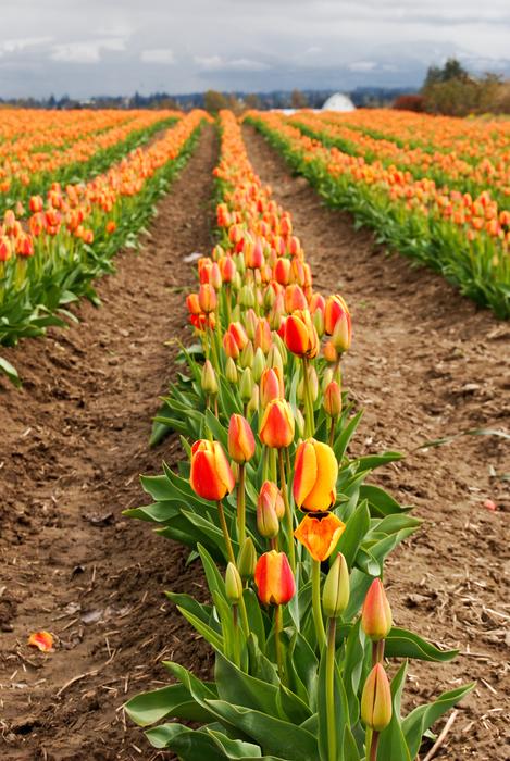 Tulip Flower Flora