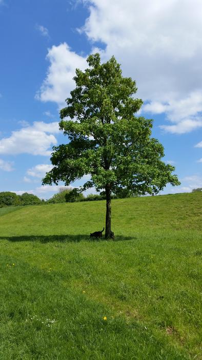 Nature Landscape Summer