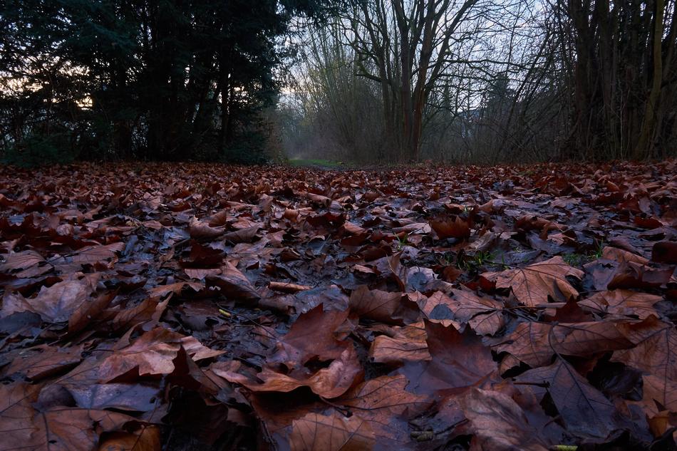Tree Nature Wood