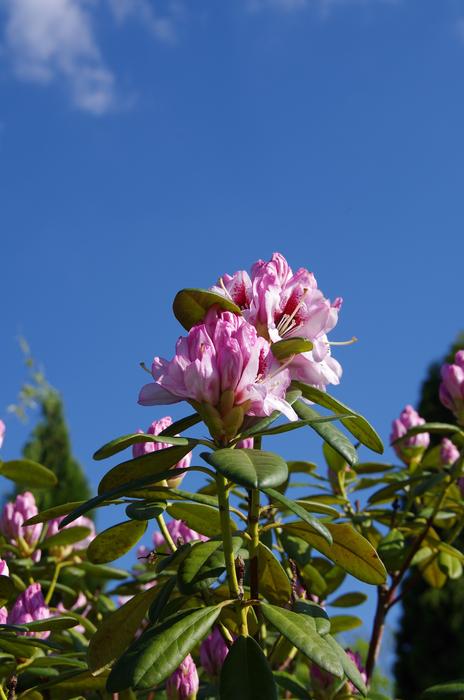 Flower Nature Plant