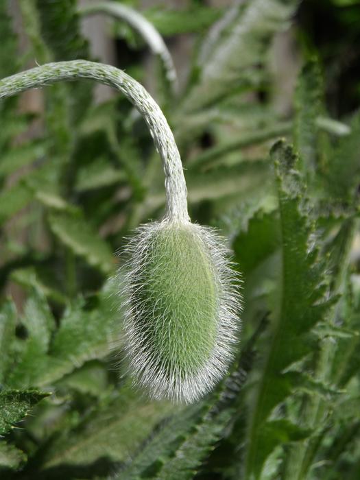 Poppy Bud Green