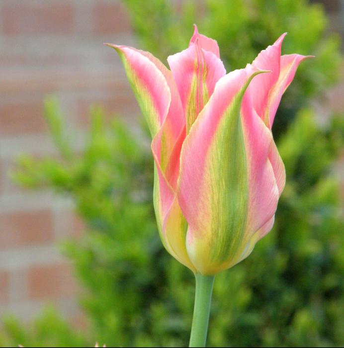 Tulip Frühlingsblüher Spring