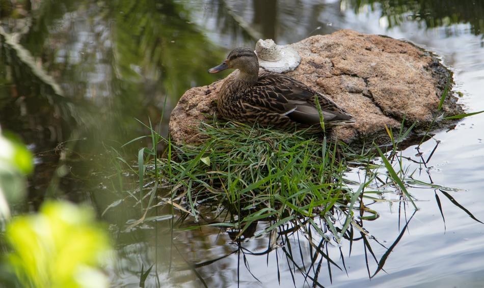 Nature Water Wildlife