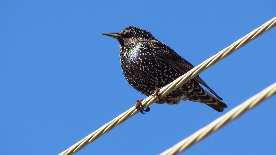Birds Nature Bird