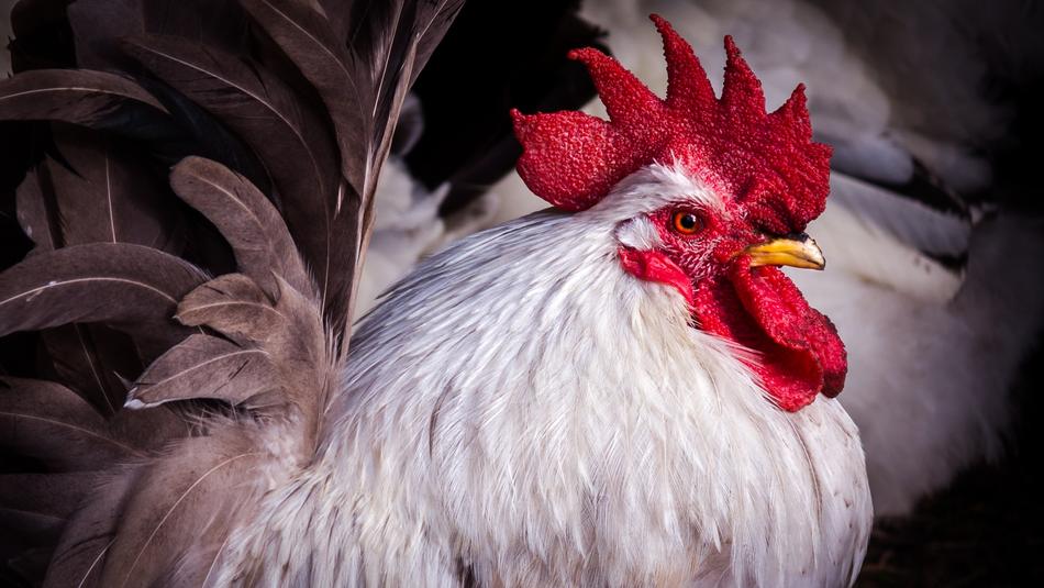 Nature Poultry Haan