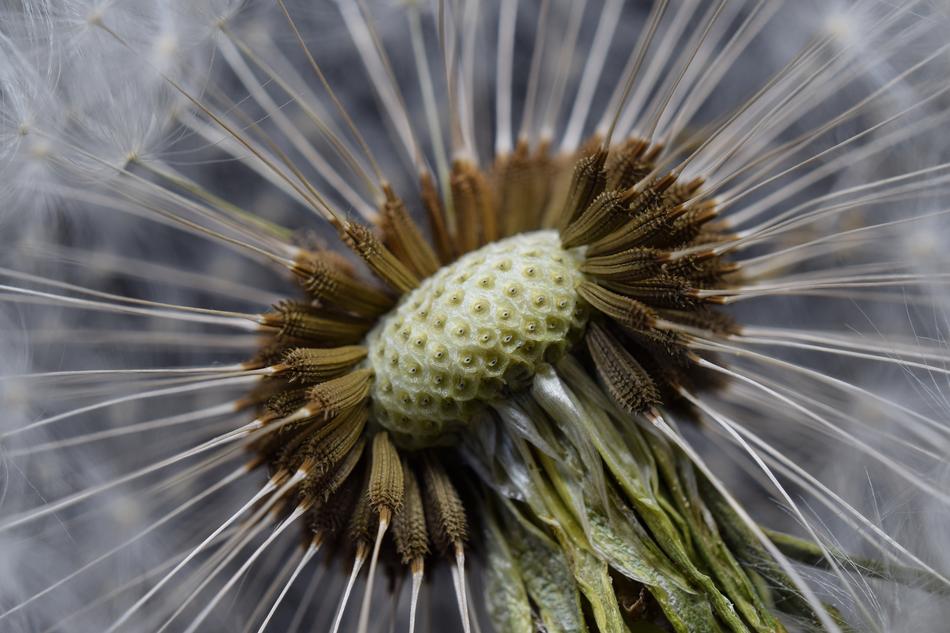 Dandelion Macro Common