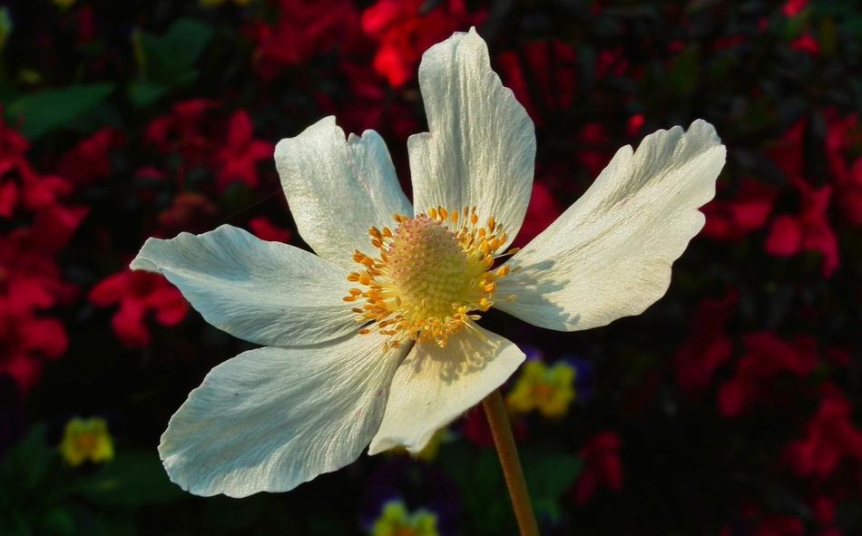 Nature Flower Anemone