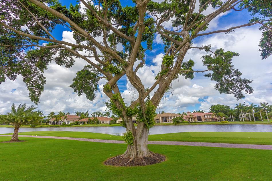 Tree Nature Landscape