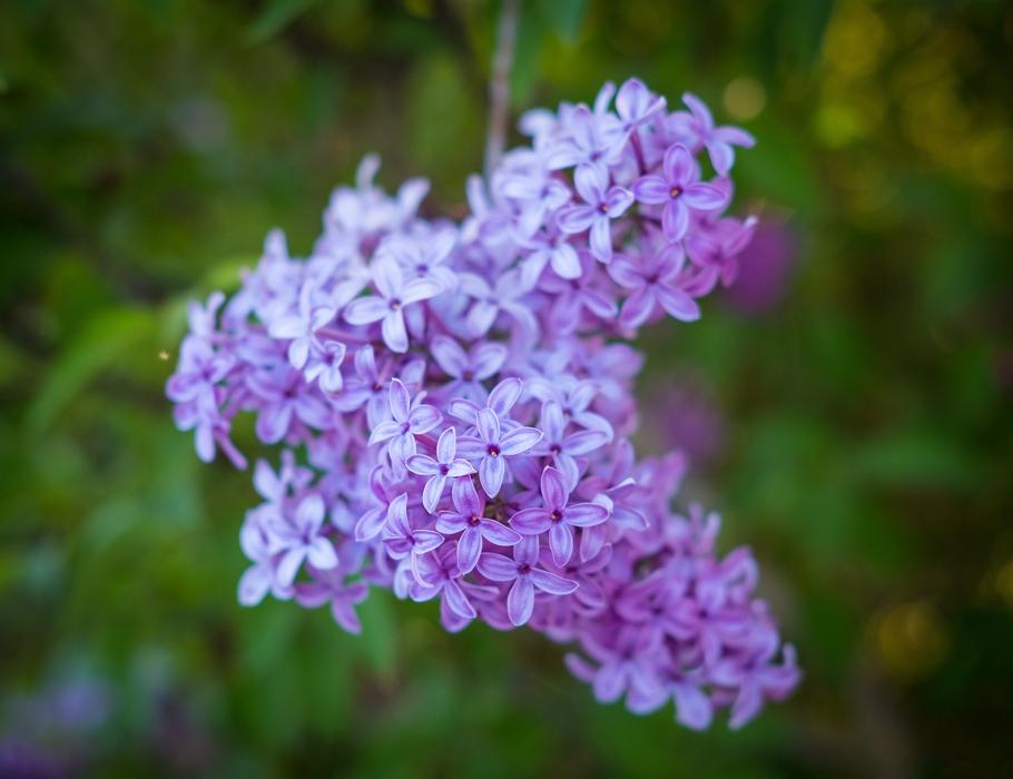 Lilac Violet Flower