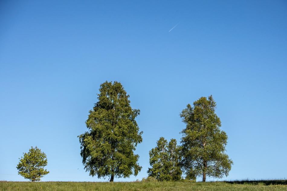 Nature Tree Sky