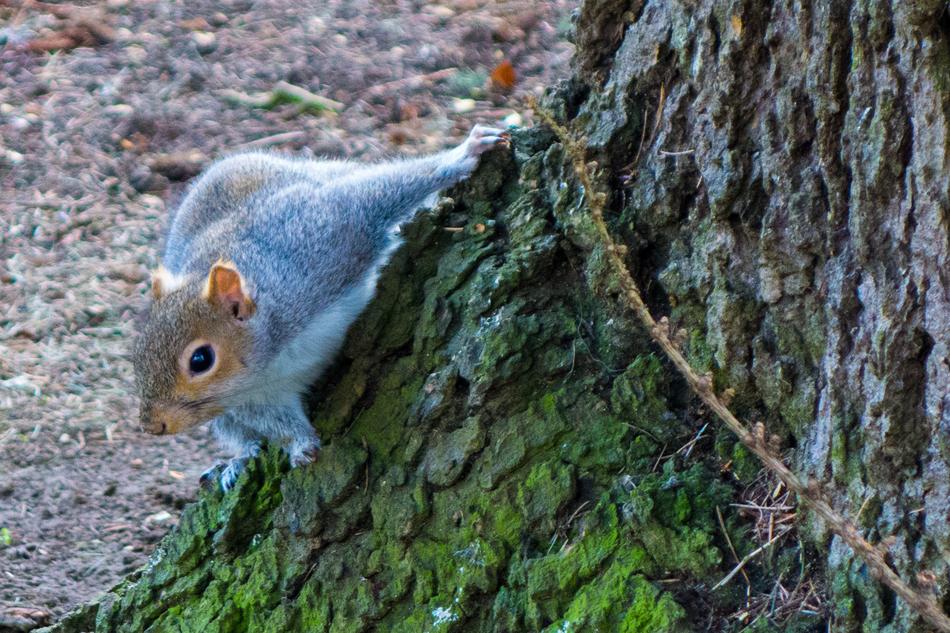 Tree Rodent Wood