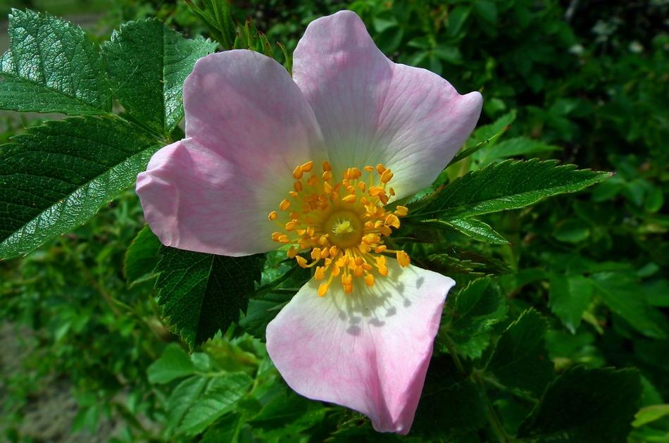 Flower Rose Nature