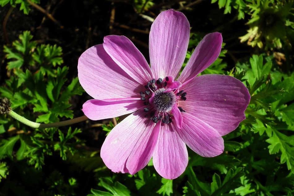 Nature Plant Flower