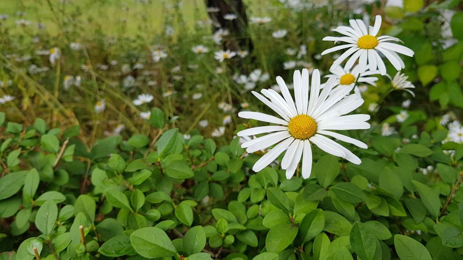 Nature Plants Flowers