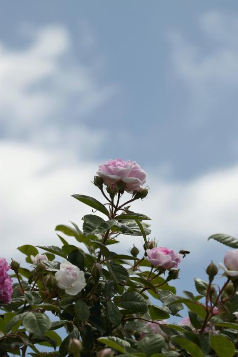 Flower Nature Plant