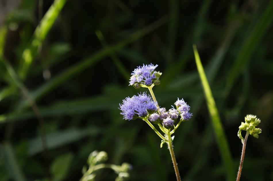 Nature Plant Summer