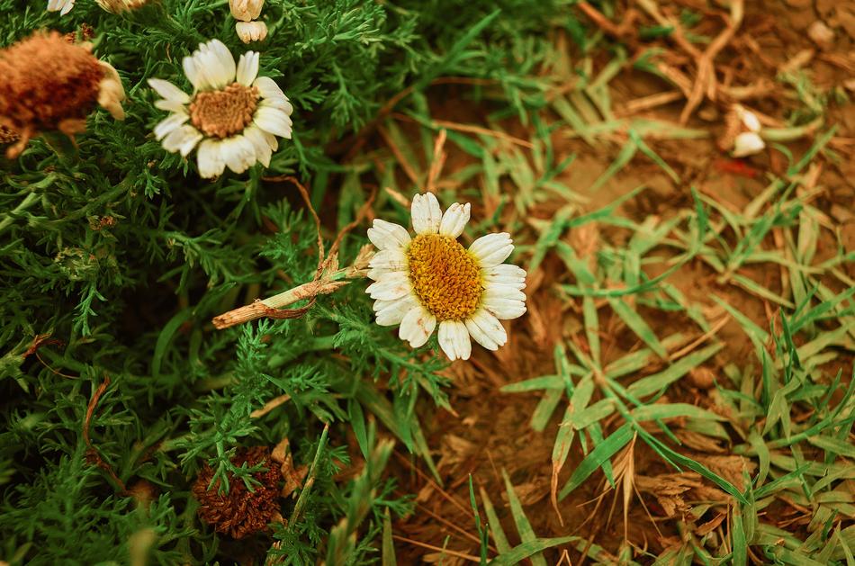 white daisies on the road