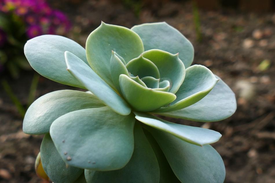 Nature Flower Plant