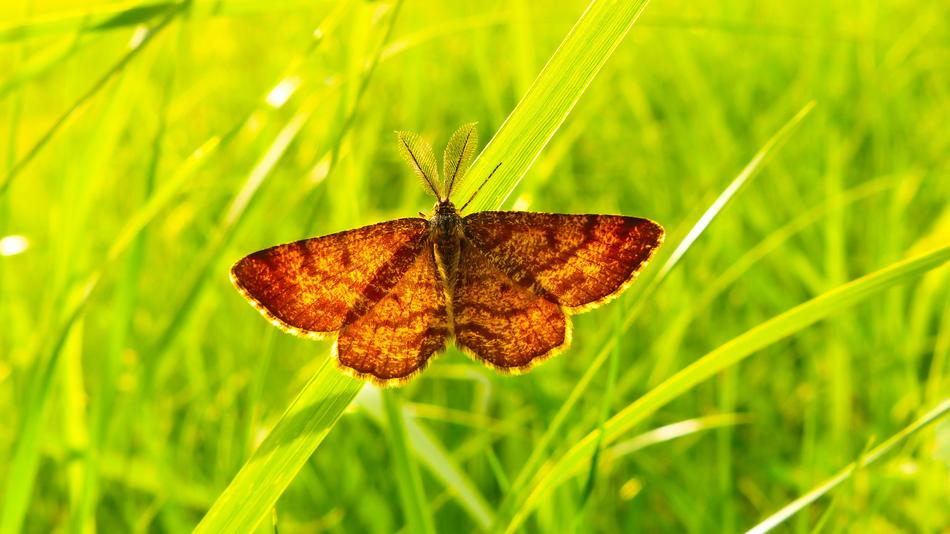 Nature Butterfly Day Insect